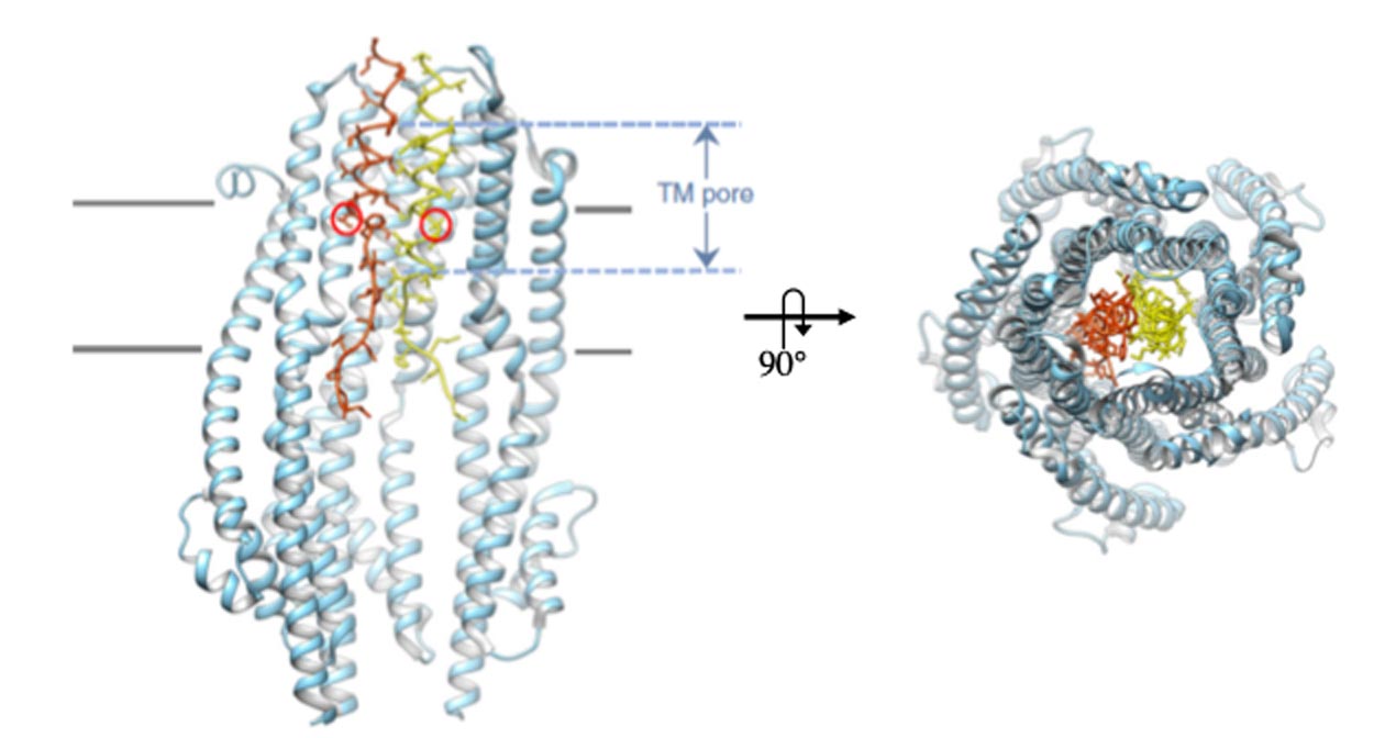 Molecular transport across the bacterial cell enveloppe - LISM